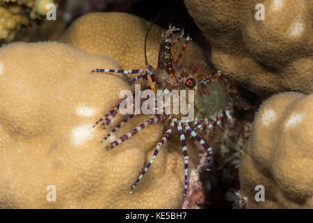 Marbré de crevettes, saron marmoratus, Marsa Alam, red sea, Egypt Banque D'Images