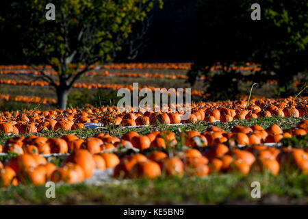 Des centaines de citrouilles assis dans un champ prêt pour la moisson pour l'Halloween et l'automne de nourriture. Banque D'Images