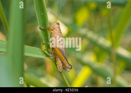 Deux rayures-sauterelle (Melanoplus bivittatus) dans la matinée, s'accrocher à un brin d'herbe. Banque D'Images