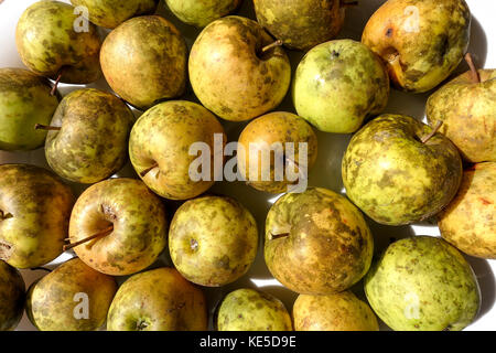 Pommes atteintes de tache de suie champignon. USA. Banque D'Images