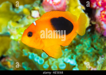 Saddleback rouge poisson clown (amphiprion ephippium) dans la barrière de corail Banque D'Images