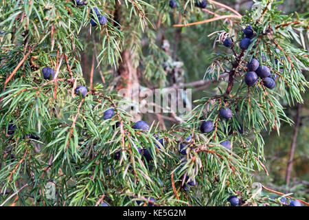 Juniperus communis, le genévrier commun Banque D'Images
