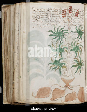 Une image d'une page du manuscrit Voynich, un livre célèbre et mystérieux rempli d'un script et d'illustrations inconnus, intriguant historiens et chercheurs du monde entier. Banque D'Images