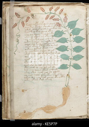 Manuscrit de Voynich (34) Banque D'Images