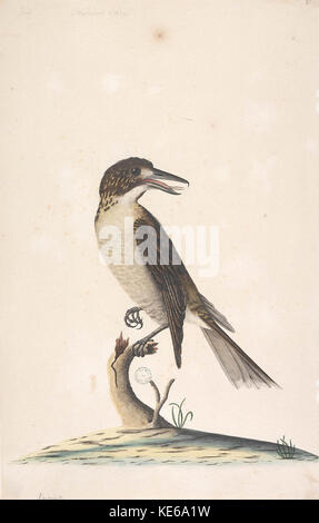 823060 f9 femme Cractius ButcherBird Grey torquatus Banque D'Images