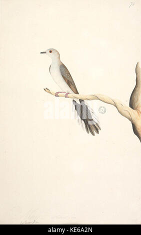 La colombe diamantée (Geopelia cuneata) est une petite espèce de colombe originaire d'Australie, reconnue pour son plumage délicat et sa nature paisible. Banque D'Images