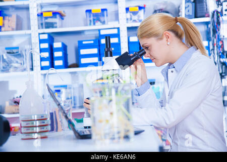 L'essai de plantes génétiquement modifiées. Jeune femme Auxiliaire de laboratoire au Laboratoire de Génétique Végétale OGM Banque D'Images