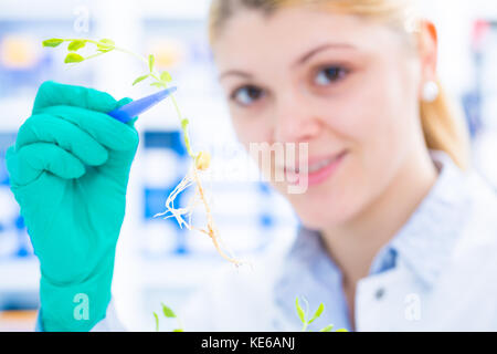 L'essai de plantes génétiquement modifiées. Jeune femme Auxiliaire de laboratoire au Laboratoire de Génétique Végétale OGM Banque D'Images