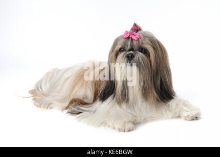 Shih Tzu femelle chien au nordin accueil à Thornton, Illinois, le 22 avril 2011. Banque D'Images