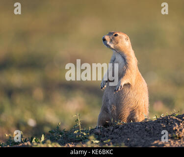 Chien de prairie (Cynomys ludovicianus) dans parc national Theodore Roosevelt près de Medora, Dakota du Nord Banque D'Images