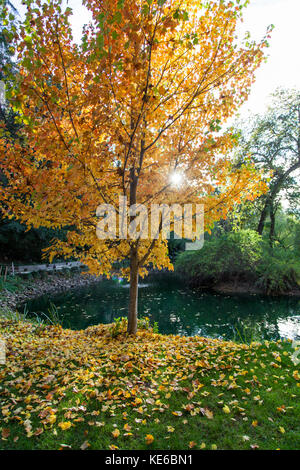 L'après-midi soleil brille à travers les feuilles jaunes d'un feuillu à côté d'un étang à l'automne. Banque D'Images