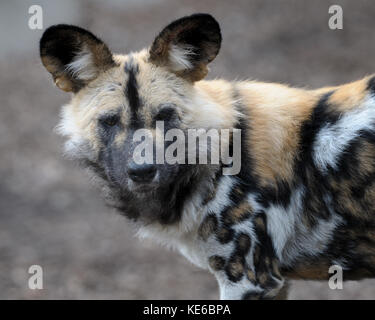 Chien sauvage d'Afrique (Lycaon pictus) portrait Banque D'Images