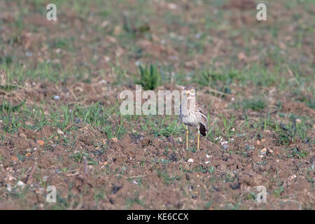 Oedicnème criard (Burhinus bistriatus) sur un champ à Norfolk, en Angleterre. Banque D'Images