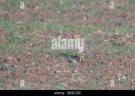 Oedicnème criard (Burhinus bistriatus) sur un champ à Norfolk, en Angleterre. Banque D'Images