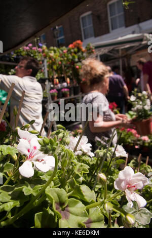Columbia Road Flower Market, Londres e2 Banque D'Images