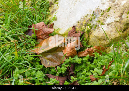 Les feuilles d'automne tombé sur l'herbe Banque D'Images
