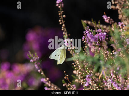 Petits choux blanc, Pieris rapae, l'alimentation sur la bruyère dans la lande, Arne, dorset, uk Banque D'Images