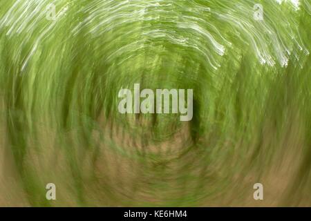 Forêt de flou artistique en arrière-plan du cercle. floue et de couleurs vert frais ciblées en forêt, feuilles d'oranger sur chemin. effet flou hypnotique. Banque D'Images