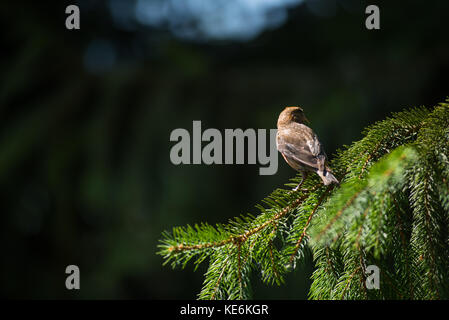 Le bec-croisé des sapins (loxia curvirostra) un petit oiseau sur un sapin Banque D'Images