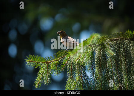 Le bec-croisé des sapins (loxia curvirostra) un petit oiseau sur un sapin Banque D'Images