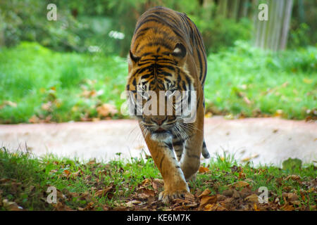 Un tigre rôde dans le Devon, UK Banque D'Images