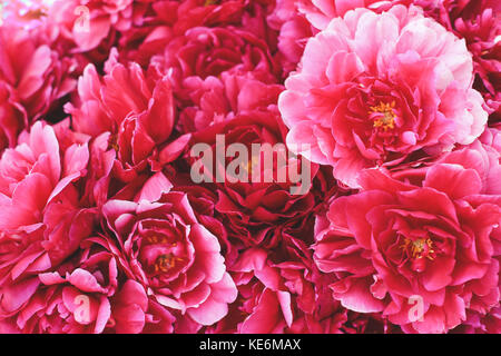 Les Pivoines rose closeup Banque D'Images