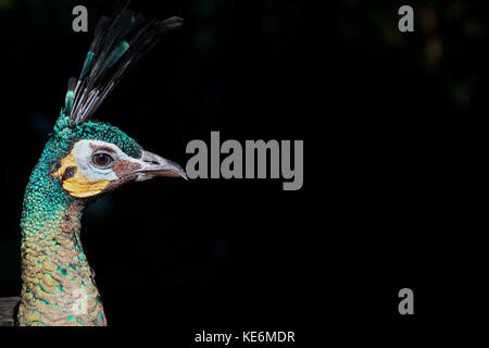 Un tir d'un peacock pavo cristatus également connu sous le nom de paons indiens dans le Devon, UK Banque D'Images