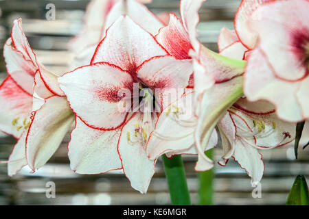 Hippeastrum ' ' de charisme, Amarylis, la floraison Banque D'Images