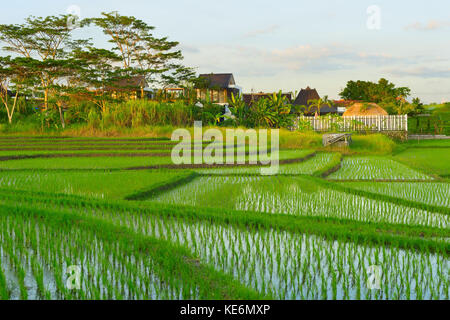 Les champs de riz et village de Bali au coucher du soleil. l'île de Bali, Indonésie Banque D'Images
