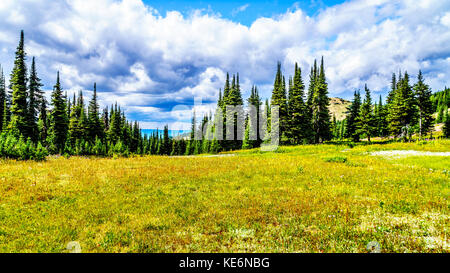 Randonnée à travers les prairies alpines couvertes de fleurs sauvages en haute montagne près du village de Sun Peaks, dans le parc de Shuswap en Colombie-Britannique Banque D'Images