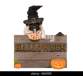 Cute puppy dog pug halloween avec chapeau de sorcière et des citrouilles et planche en bois signe avec lettres halloween, isolé sur fond blanc Banque D'Images