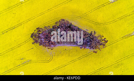 Floraison jaune plat champ de canola en terres agricoles des zones rurales isolées entourant Victoria de patch gumtrees au milieu de la plaine. Banque D'Images