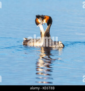 Courtiser une paire de grands grèbes huppés (Podiceps cristatus) - un membre de la famille d'oiseaux d'eau grèbe trouvés en Europe, Afrique, Asie et Australie Banque D'Images