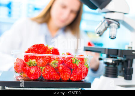 La recherche de fraise en laboratoire. traitement et contrôle de la qualité des aliments Banque D'Images