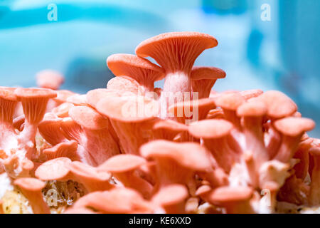 Pleurotus djamor champignons poussent sur le substrat Banque D'Images