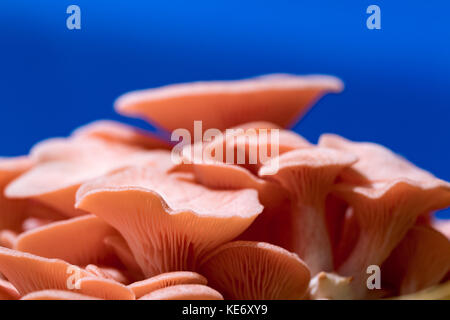 Pleurotus djamor champignons poussent sur le substrat Banque D'Images