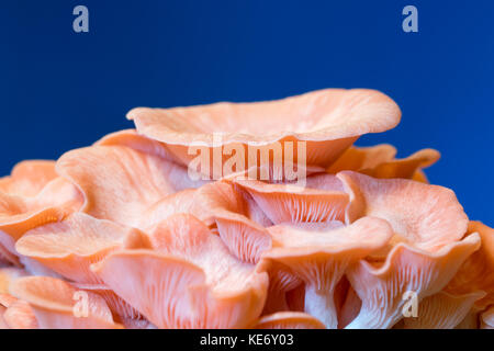 Pleurotus djamor champignons poussent sur le substrat Banque D'Images