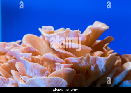 Pleurotus djamor champignons poussent sur le substrat Banque D'Images