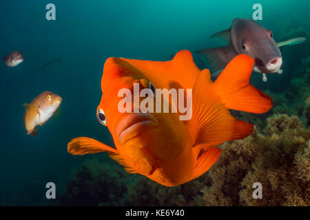 Hypsypops rubicundus Garibaldi, poisson, Catalina Island, Californie, USA Banque D'Images