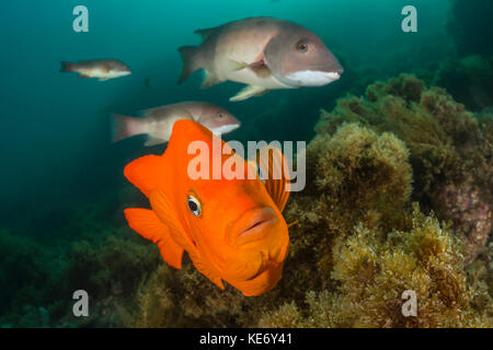 Hypsypops rubicundus Garibaldi, poisson, catalina island, Californie, USA Banque D'Images