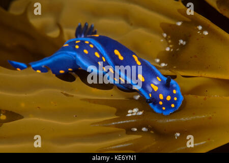 California Blue, Dorid Hypselodoris californiensis, Catalina Island, Californie, USA Banque D'Images