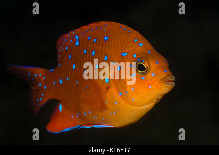 Garibaldi, poisson juvénile hypsypops rubicundus, catalina island, Californie, USA Banque D'Images