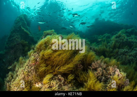 Algues marines, stephanocystis dioica, catalina island, Californie, USA Banque D'Images