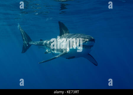 Le grand requin blanc, Carcharodon carcharias, l'île de Guadalupe, Mexique Banque D'Images