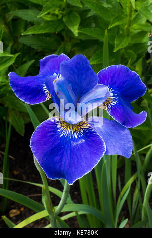 Blue Iris sibirica - Silver Edge Banque D'Images