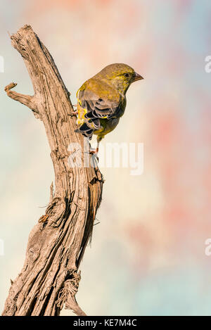 Photo verticale de verdier songbird. oiseau a vert gris et jaune plumes. animal est perché sur un rameau de bois usé est floue avec l'arrière-plan. Banque D'Images