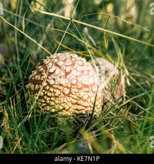 Square photo de beau couple de red toadstools. Les jeunes champignons se développe à partir de mousse et d'herbe avec quelques brindilles sèches et les aiguilles autour en forêt. Les bouchons sont Banque D'Images