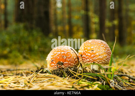 Photo horizontale de beau couple de red toadstools. Les jeunes champignons se développe à partir de mousse et d'herbe avec quelques brindilles sèches et les aiguilles autour sur la voie en f Banque D'Images