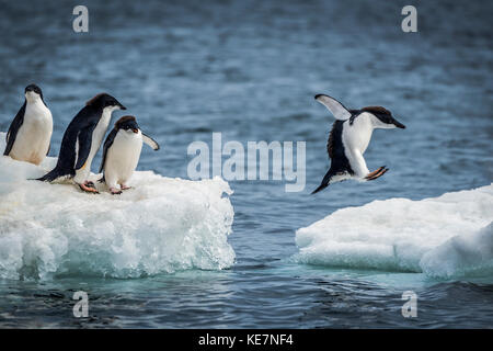 Trois Manchots Adélie (Pygoscelis adeliae) regarder un autre saut entre deux plaques de glace. Ils ont la tête noire et le dos avec des ventres blancs ; l'Antarctique Banque D'Images