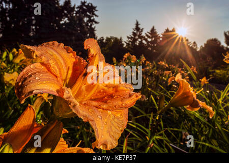 Lever de soleil derrière des hémérocalles (Hemerocallis 'Susan, Payson Burke' Hemerocallidaceae, New York Botanical Garden Banque D'Images